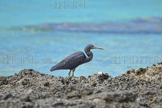      ̫ƽ󽸲, ɫ egretta sacra, , tetiaroa  