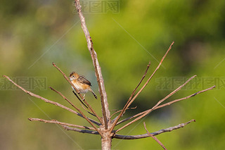 ڽͷ Cisticola Сȸ֦Ϣ