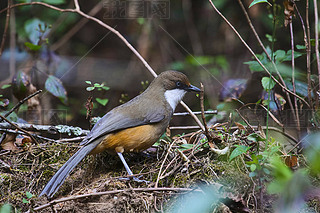 ɫ laughingthrush, Garrulax albogularis, Sattal, °״̬ӡ