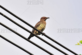 ߵϵĳ (turdus obscurus))