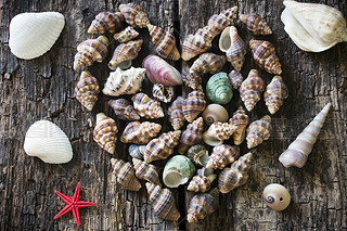Heart of seashells and starfish on wooden background