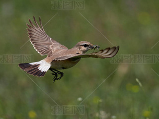 ڴ, ڳĸ߷, ȡض (oenanthe isabellina) Ұ