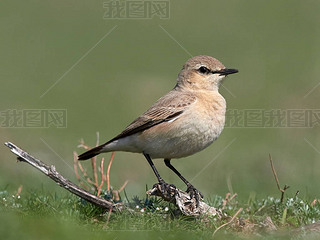 ڴ, ڳĸ߷, ȡض (oenanthe isabellina) Ұ