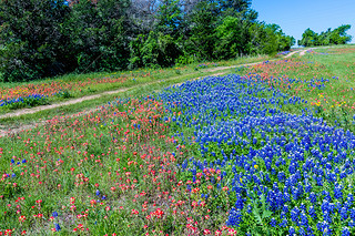 Ұ Bluebonnets ũÿ˹ֶ.