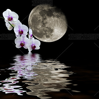 wei?e Orchidee Mond Reflexionenɫļ˼