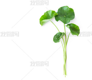 дҶ׹  pennywort ӡ pennywort o