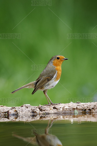 ޱerithacus rubecula