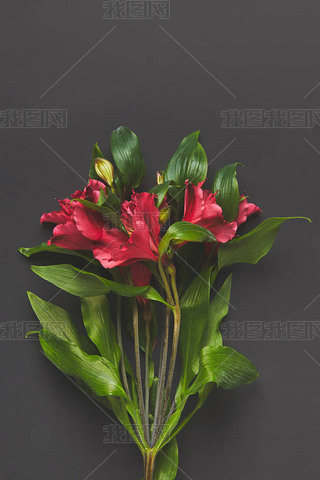 Alstroemeria Ķۻɫ, ĸո