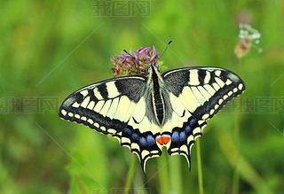 ķ machaon