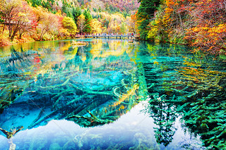 Wonderful submerged tree trunks in water of the Five Flower Lake