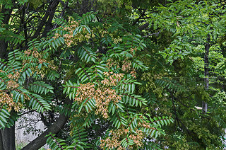 Ailanthus altissimaAilanthus AltissimaҶӺͺɫ  