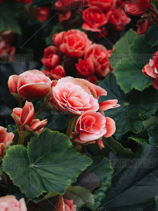 ԰࿪˽ڵﺣ(Begonia tuberhybrida)