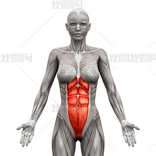  Abdominis -  - ʼ 