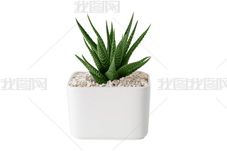 Haworthia ʵڰ׹ӽڰɫϸ. 