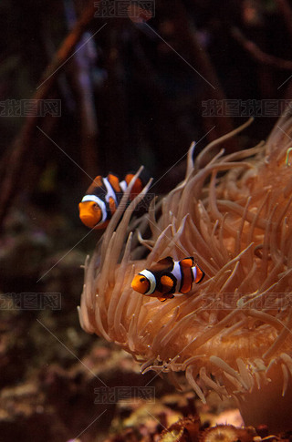 С㣬Amphiprioninae Ӿ