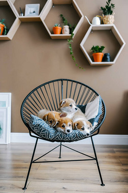 四个可爱的小狗躺在室内的椅子上。可爱的小狗摆出姿势为镜头。垂直照片