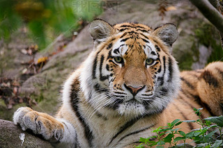 ǻӢTiger Panthera tigris altaica