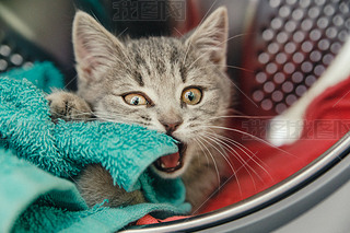 Fanny all pussycat bites the towel in the washing machine drum