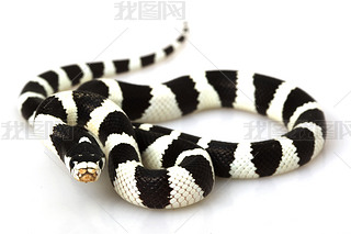  kingsnake