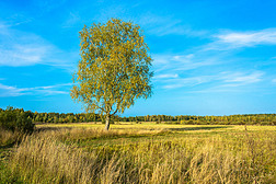 美丽的风景与一棵孤独的桦树在阳光明媚的秋天在田野里.