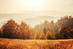 白桦林在晴朗的午后, 而秋天的季节。秋天的风景。乌克兰。欧洲