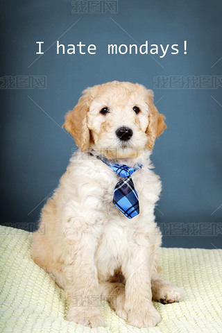 ɰ goldendoodle С