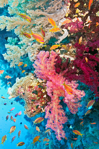 anthias ɺϵİɳ