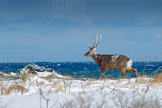 梅花鹿雪地脚印摄影图|北海道梅花鹿, 鹿日本 yesoensis, 在雪地草甸