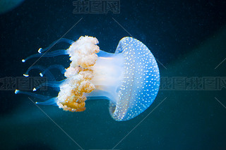ˮ˶ļ jellyfishs