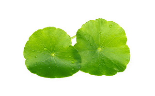 Gotu kola  Asian atic pennywort  Indian pennywortڰɫݱֲҽѧıպҶѡص