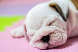 英国斗牛犬躺在彩色背景。特写照片白色小狗睡觉 .