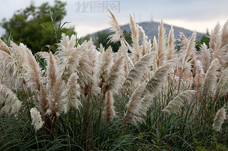 Cortaderia selloana or Pampas grass blowing in the wind