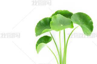 дҶ׹  pennywort ӡ pennywort ɫ ҩݺҽѧ