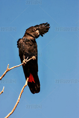 ϡ, ɫβɫ, Calyptorhynchus banksii, Ĵ