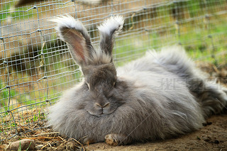 Angora rabbit resting