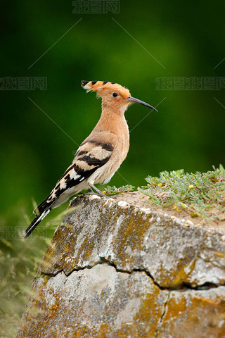 Hoopoe, Upupa epops, ĳɫɽɳɽݵ, Ȼ, Ұŷ.