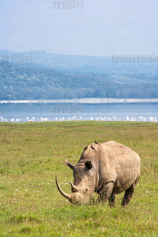 Nakuru ϵİɫϬţФϬţڻı¡ǡ