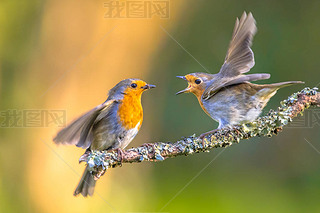 ĸޱ (Erithacus Rubecula) ιڷ֧̦