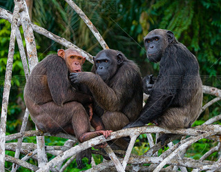 Funny Chimpanzee family, Republic of the Congo