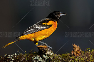 ͶĦԻ(icterus galbula))