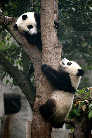 A vertical shot of two cute pandas climbing the tree in Chengdu, China