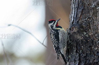 Yellow-bellied sapsucker: Sphyrapicus ϵʽ˳U Piciformes ͥU PicidaeѰ׽ sap Ҷ.