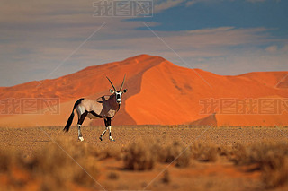 ˫:ɳɳƻ.Gemsbuck, Oryx gazella, large antelope in nature habitat, Sossusvlei, Namibia.ԭϵҰ