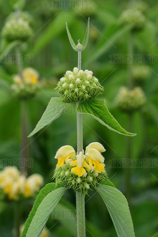 ʥˣPhlomis russeliana)