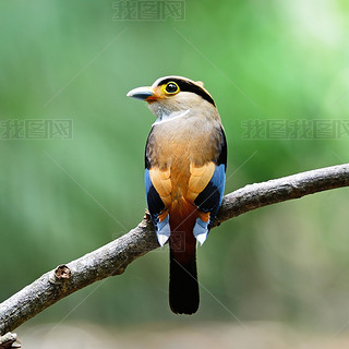 Ԧͦɦʦ? ҦǦ?ͦɦ-breasted broadbill