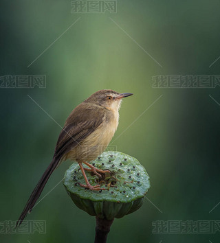 ϵƽԭ Prinia (Prinia inornata).