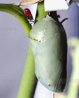 A vertical selective focus shot of a cocoon and an insect on the branch of a plant