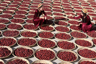 Young Chinese Uighur women dry jujube fruits, also called Chinese dates, at a jujube processing fact