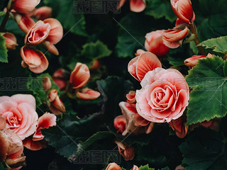 ԰࿪˽ڵﺣ(Begonia tuberhybrida)