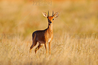 Steenbok, Raphicerus campestris, sunset evening light, grassy nature habitat, Kgalagadi, Botswana.